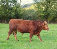 18MO PUREBRED STABILISER BULL