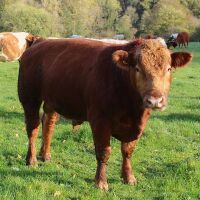 18MO PUREBRED STABILISER BULL - 3
