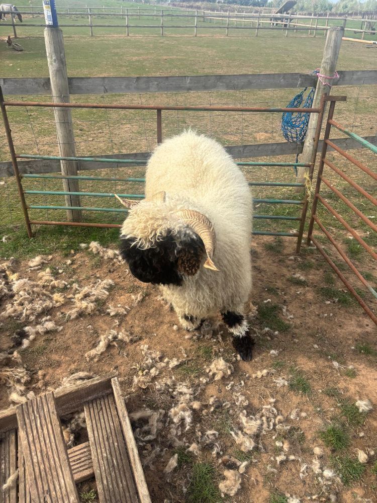 2 VALAIS BLACKNOSE WETHERS - BIDS PER LIFE