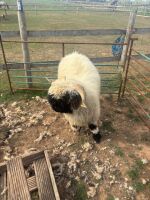 2 VALAIS BLACKNOSE WETHERS - BIDS PER LIFE
