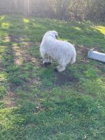 2 VALAIS BLACKNOSE WETHERS - BIDS PER LIFE - 2