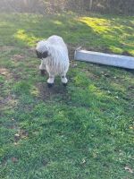 2 VALAIS BLACKNOSE WETHERS - BIDS PER LIFE - 3