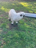 2 VALAIS BLACKNOSE WETHERS - BIDS PER LIFE - 4