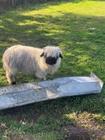 2 VALAIS BLACKNOSE WETHERS - BIDS PER LIFE - 5