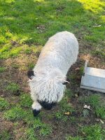 2 VALAIS BLACKNOSE WETHERS - BIDS PER LIFE - 6