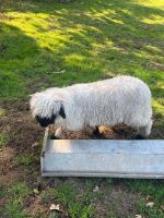 2 VALAIS BLACKNOSE WETHERS - BIDS PER LIFE - 7