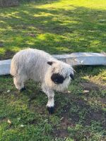 2 VALAIS BLACKNOSE WETHERS - BIDS PER LIFE - 8