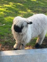 2 VALAIS BLACKNOSE WETHERS - BIDS PER LIFE - 9