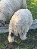 2 VALAIS BLACKNOSE WETHERS - BIDS PER LIFE - 10