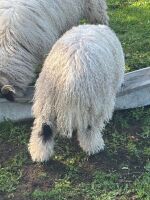2 VALAIS BLACKNOSE WETHERS - BIDS PER LIFE - 11