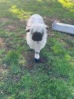 2 VALAIS BLACKNOSE WETHERS - BIDS PER LIFE - 12