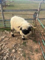 2 VALAIS BLACKNOSE WETHERS - BIDS PER LIFE - 13