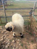 2 VALAIS BLACKNOSE WETHERS - BIDS PER LIFE - 14