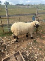 2 VALAIS BLACKNOSE WETHERS - BIDS PER LIFE - 15