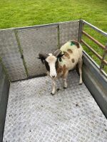 2T JACOB RAM