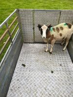 2T JACOB RAM - 2