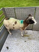 2T JACOB RAM - 3