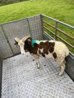 2T JACOB RAM