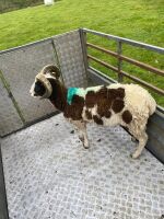2T JACOB RAM - 2