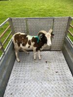 2T JACOB RAM - 3