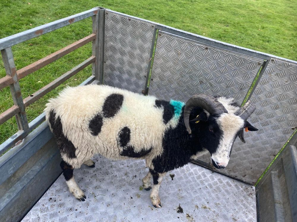 2T JACOB RAM