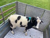 2T JACOB RAM