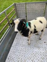 2T JACOB RAM - 2