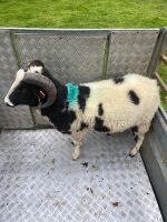 2T JACOB RAM - 4
