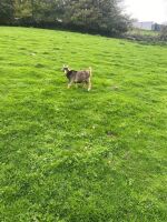 3MO PYGMY BILLY KID