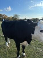 2YO HEREFORD IN CALF HEIFER - 2