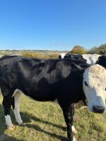 2YO HEREFORD IN CALF HEIFER - 3
