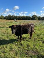 3 WAGYU X IN CALF HEIFERS - BIDS PER LIFE