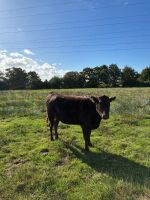 3 WAGYU X IN CALF HEIFERS - BIDS PER LIFE - 2
