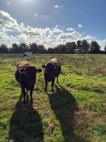 3 WAGYU X IN CALF HEIFERS - BIDS PER LIFE - 3