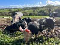 2 X 2MO BERKSHIRE X PIETRIAN WEANERS - BIDS PER LIFE