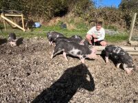 2 X 2MO BERKSHIRE X PIETRIAN WEANERS - BIDS PER LIFE - 2