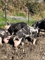 2 X 2MO BERKSHIRE X PIETRIAN WEANERS - BIDS PER LIFE - 3