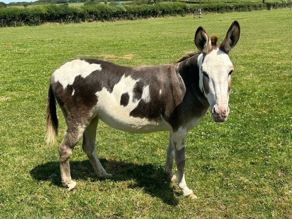 9YO COLOURED JENNY