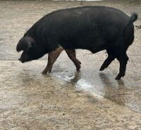 9MO SADDLEBACK BOAR