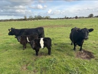 2 AUSTRALIAN LOWLINE COWS & 2 CALVES - BIDS PER LIFE - 2