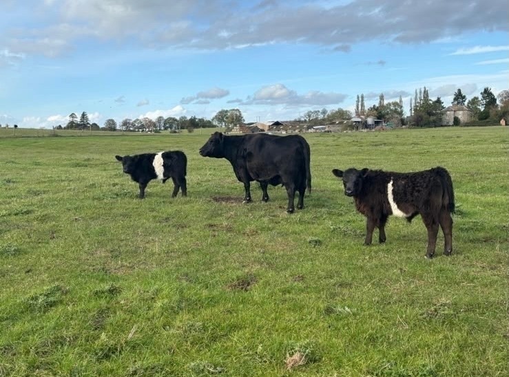 2 AUSTRALIAN LOWLINE COWS & 2 CALVES - BIDS PER LIFE