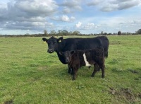 2 AUSTRALIAN LOWLINE COWS & 2 CALVES - BIDS PER LIFE - 3