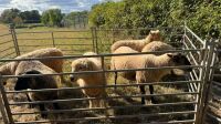 7 X MIXED BREED PRIME WETHER LAMBS - BIDS PER LIFE - 2