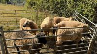 7 X MIXED BREED PRIME WETHER LAMBS - BIDS PER LIFE - 3