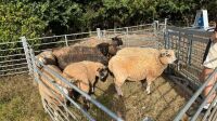 7 X MIXED BREED PRIME WETHER LAMBS - BIDS PER LIFE - 4