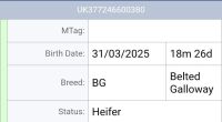 19MO BELTED GALLOWAY HEIFER - 5