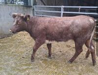 14MO BEEF SHORTHORN X HEIFER - 2