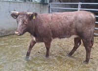 14MO BEEF SHORTHORN X HEIFER - 3