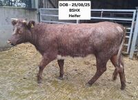 14MO BEEF SHORTHORN X HEIFER - 5