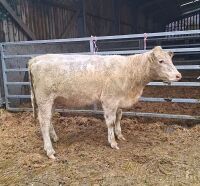 14MO BEEF SHORTHORN X HEIFER - 2